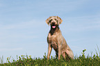 sitting Slovakian Wire-haired Pointing Dog