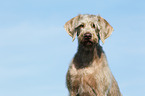 Slovakian Wire-haired Pointing Dog Portrait