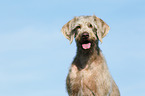 Slovakian Wire-haired Pointing Dog Portrait