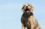 Slovakian Wire-haired Pointing Dog Portrait