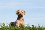 lying Slovakian Wire-haired Pointing Dog