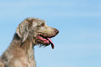 Slovakian Wire-haired Pointing Dog Portrait