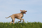 running Slovakian Wire-haired Pointing Dog