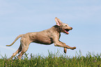 running Slovakian Wire-haired Pointing Dog