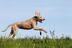 running Slovakian Wire-haired Pointing Dog