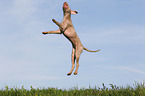 jumping Slovakian Wire-haired Pointing Dog