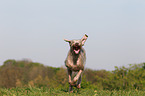 running Slovakian Wire-haired Pointing Dog