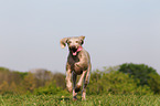 running Slovakian Wire-haired Pointing Dog