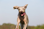 Slovakian Wire-haired Pointing Dog Portrait