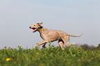 running Slovakian Wire-haired Pointing Dog