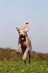 running Slovakian Wire-haired Pointing Dog