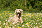 lying Slovakian Wire-haired Pointing Dog