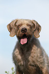 Slovakian Wire-haired Pointing Dog Portrait