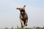 running Slovakian Wire-haired Pointing Dog