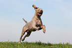 running Slovakian Wire-haired Pointing Dog