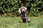sitting Slovakian Wire-haired Pointing Dog puppy