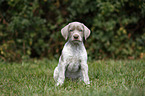 sitting Slovakian Wire-haired Pointing Dog puppy