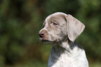 Slovakian Wire-haired Pointing Dog puppy Portrait