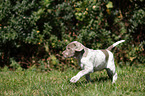 running Slovakian Wire-haired Pointing Dog puppy