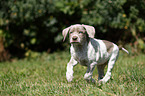 running Slovakian Wire-haired Pointing Dog puppy