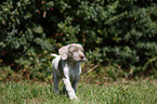 running Slovakian Wire-haired Pointing Dog puppy