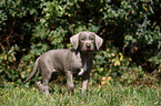 Slovakian Wire-haired Pointing Dog puppy