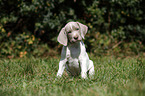 sitting Slovakian Wire-haired Pointing Dog puppy