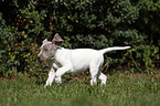 running Slovakian Wire-haired Pointing Dog puppy