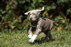 running Slovakian Wire-haired Pointing Dog puppy