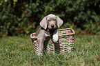 Slovakian Wire-haired Pointing Dog puppy