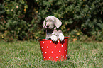 Slovakian Wire-haired Pointing Dog puppy