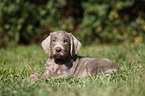 lying Slovakian Wire-haired Pointing Dog puppy