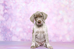 sitting Slovakian Wire-haired Pointing Dog puppy