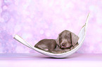 sleeping Slovakian Wire-haired Pointing Dog puppy