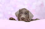 lying Slovakian Wire-haired Pointing Dog puppy