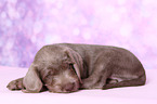 sleeping Slovakian Wire-haired Pointing Dog puppy