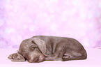 sleeping Slovakian Wire-haired Pointing Dog puppy