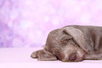 sleeping Slovakian Wire-haired Pointing Dog puppy