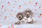 lying Slovakian Wire-haired Pointing Dog puppies