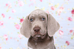 Slovakian Wire-haired Pointing Dog puppy Portrait