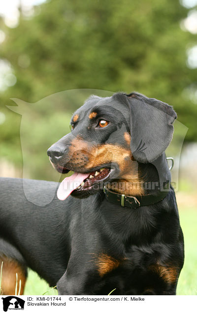 Slovakian Hound / KMI-01744