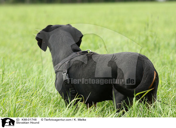 Slovakian Hound / KMI-01748