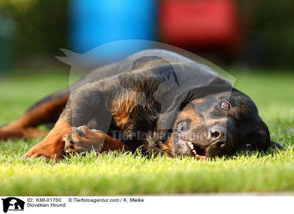 Slowakische Schwarzwildbracke / Slovakian Hound / KMI-01760