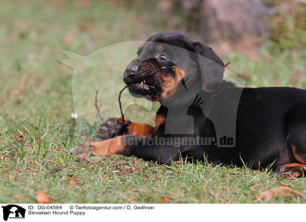 Slowakische Schwarzwildbracke Welpe / Slovakian Hound Puppy / DG-04564