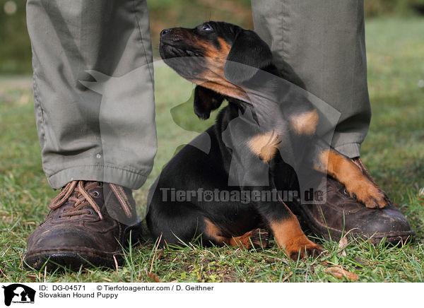 Slowakische Schwarzwildbracke Welpe / Slovakian Hound Puppy / DG-04571