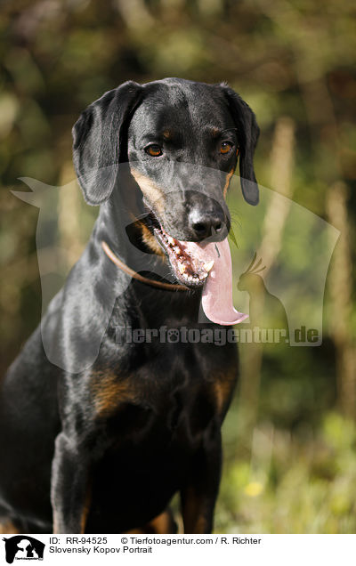 Slowakische Schwarzwildbracke Portrait / Slovensky Kopov Portrait / RR-94525