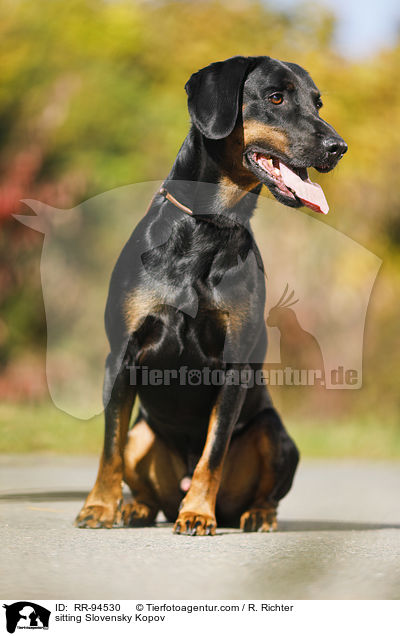sitzende Slowakische Schwarzwildbracke / sitting Slovensky Kopov / RR-94530