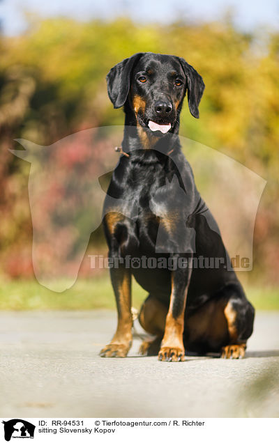 sitzende Slowakische Schwarzwildbracke / sitting Slovensky Kopov / RR-94531