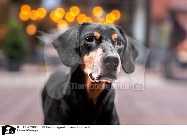 Bracke-Mischling / Hound-Mongrel / DS-02005