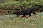 Slovakian Hound Puppy